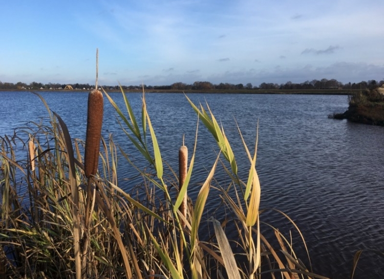 Buffer vanaf Hogeweg